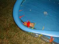 Pooh Bear, despondent over being accidently drenched n Black Lite paint, takes a header into the pool